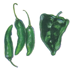 The poblano is a skinny, darker version of green pepper with just enough hot stuff to make recipes more lively. If ripened until they turn red or a brownish-red, they'll become hot. Poblanos are great roasted, and can be frozen raw or roasted in freezer bags. Use in omelettes and bean salads.